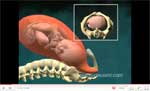 Vaginal Childbirth 3D Video Animation